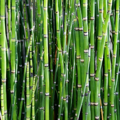 Water Bamboo Plant - Equisetum Hyemale, Rough Horsetail